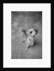 Dog Looking Up by Anonymous