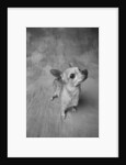 Dog Looking Up by Anonymous
