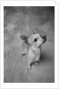 Dog Looking Up by Anonymous