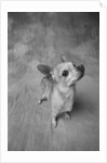 Dog Looking Up by Anonymous
