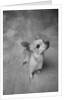 Dog Looking Up by Anonymous