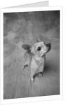 Dog Looking Up by Anonymous