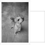 Dog Looking Up by Anonymous