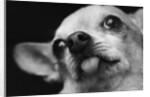 Close-up of Dog by Anonymous