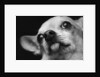 Close-up of Dog by Anonymous