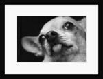 Close-up of Dog by Anonymous