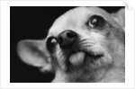 Close-up of Dog by Anonymous