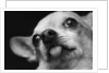 Close-up of Dog by Anonymous