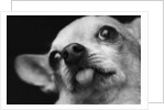 Close-up of Dog by Anonymous