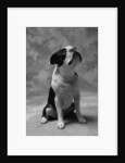 Bulldog Looking Up by Anonymous