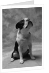 Bulldog Looking Up by Anonymous