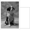 Bulldog Looking Up by Anonymous