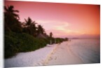 Tropical Beach at Sunset by Anonymous