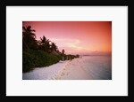 Tropical Beach at Sunset by Anonymous