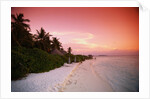 Tropical Beach at Sunset by Anonymous