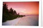 Tropical Beach at Sunset by Anonymous