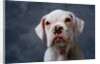 Face of Dog by Anonymous