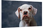 Face of Dog by Anonymous