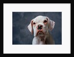 Face of Dog by Anonymous
