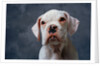 Face of Dog by Anonymous