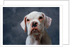 Face of Dog by Anonymous