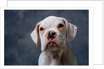 Face of Dog by Anonymous