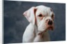 Dog Looking to Side by Anonymous