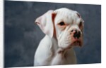 Dog Looking to Side by Anonymous