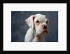 Dog Looking to Side by Anonymous