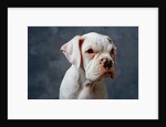 Dog Looking to Side by Anonymous