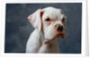 Dog Looking to Side by Anonymous