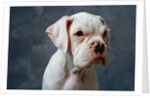 Dog Looking to Side by Anonymous
