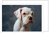 Dog Looking to Side by Anonymous