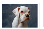 Dog Looking to Side by Anonymous