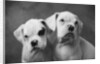Two Dogs by Anonymous