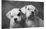 Two Dogs by Anonymous