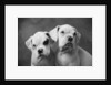 Two Dogs by Anonymous