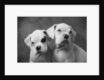 Two Dogs by Anonymous