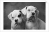 Two Dogs by Anonymous