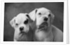 Two Dogs by Anonymous