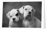 Two Dogs by Anonymous