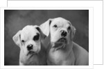 Two Dogs by Anonymous
