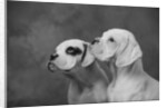 Dogs Looking to Distance by Anonymous