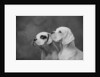 Dogs Looking to Distance by Anonymous
