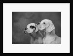 Dogs Looking to Distance by Anonymous