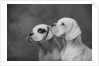 Dogs Looking to Distance by Anonymous