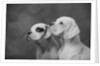 Dogs Looking to Distance by Anonymous
