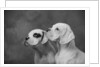 Dogs Looking to Distance by Anonymous