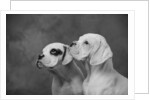 Dogs Looking to Distance by Anonymous
