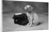 Dog Sitting at Typewriter by Anonymous